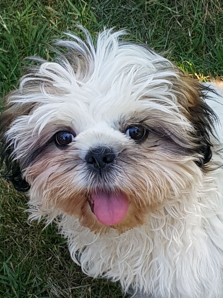 Shih tzu